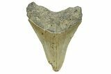 Serrated, Fossil Megalodon Tooth - North Carolina #294485-1